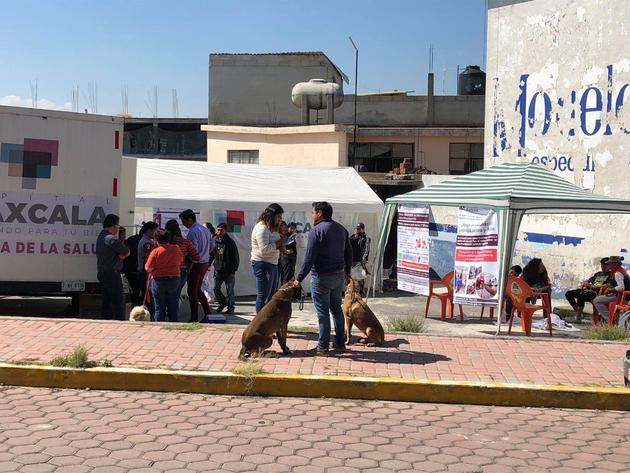 Refuerzan Campaña de Esterilización canina y felina en Loma Bonita