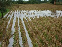Registra el CAP daños en cultivos por fuertes lluvias