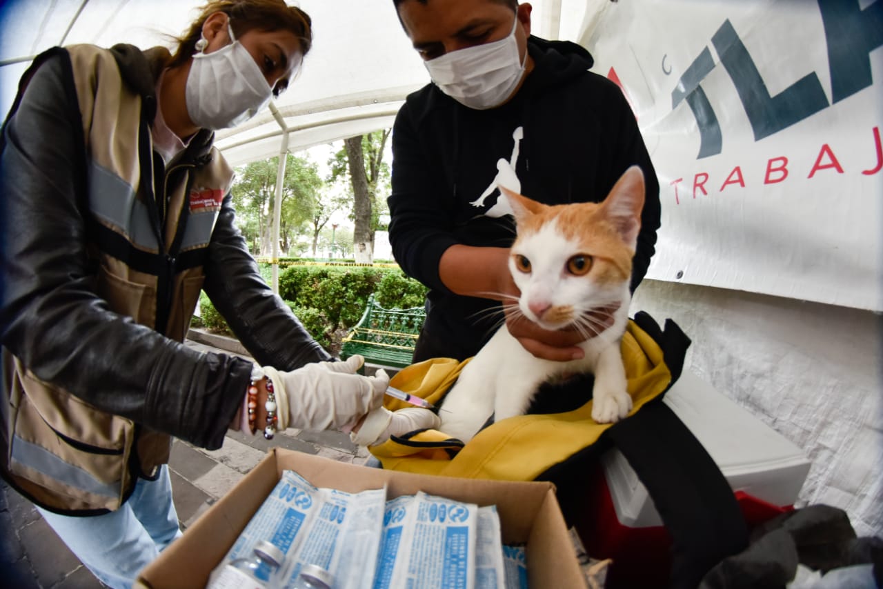Promueven en la capital Jornada de vacunación antirrábica canina y felina