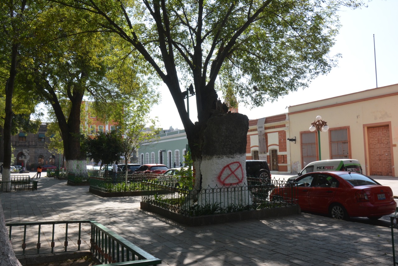 No derribará Ayuntamiento de Tlaxcala árboles del Centro Histórico