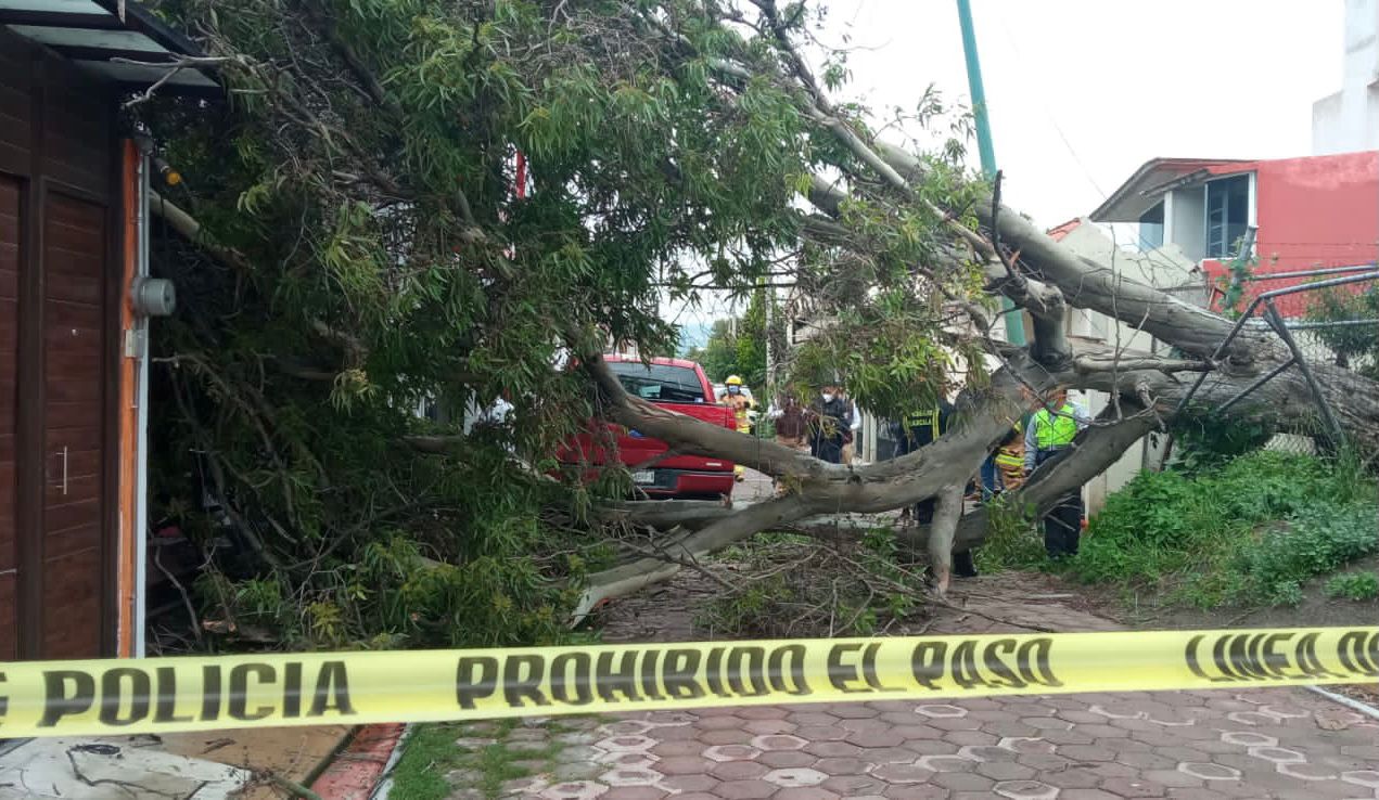 Atiende Servicios Públicos de la capital tlaxcalteca caída de árbol sobre una casa