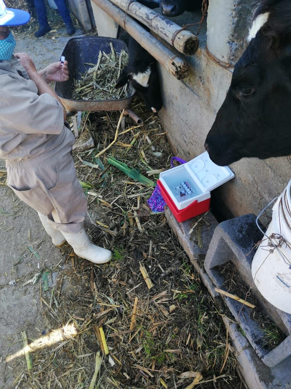 Arranca con éxito campaña de vacunación de ganado en Apizaco