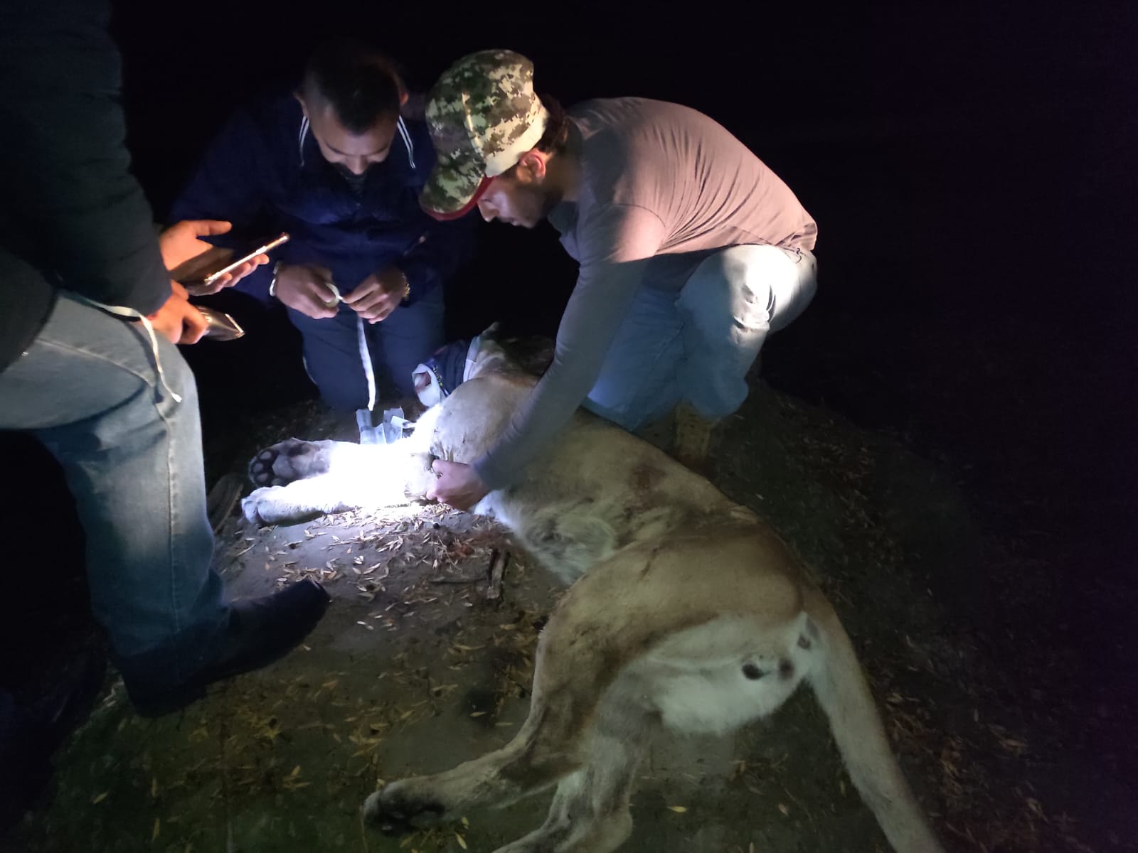 Encabeza personal del Zoológico del Altiplano operativo para resguardar a un puma