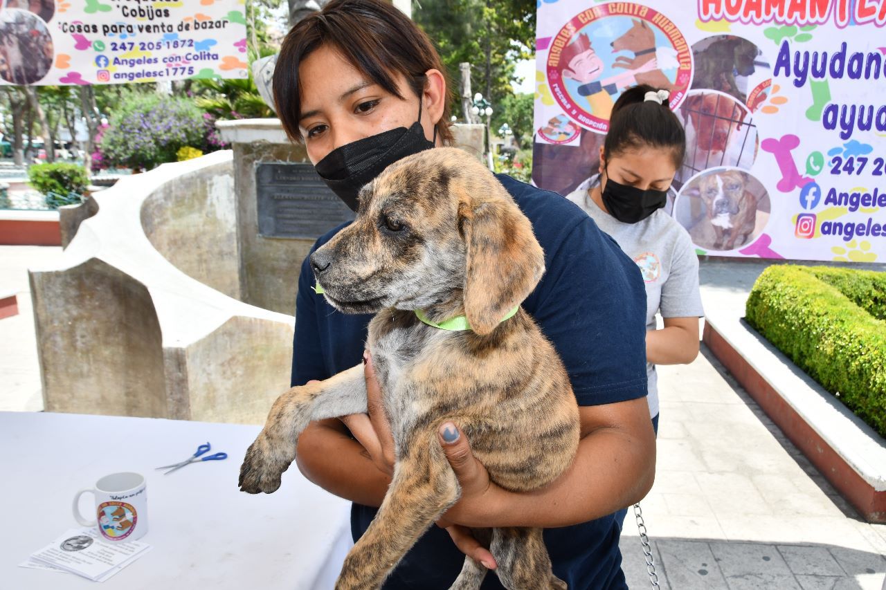 Mantiene Gobierno de Huamantla acciones a favor del bienestar animal