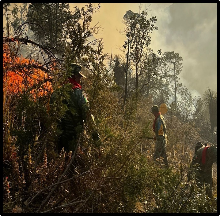 Combaten autoridades incendio forestal en Tlaxco