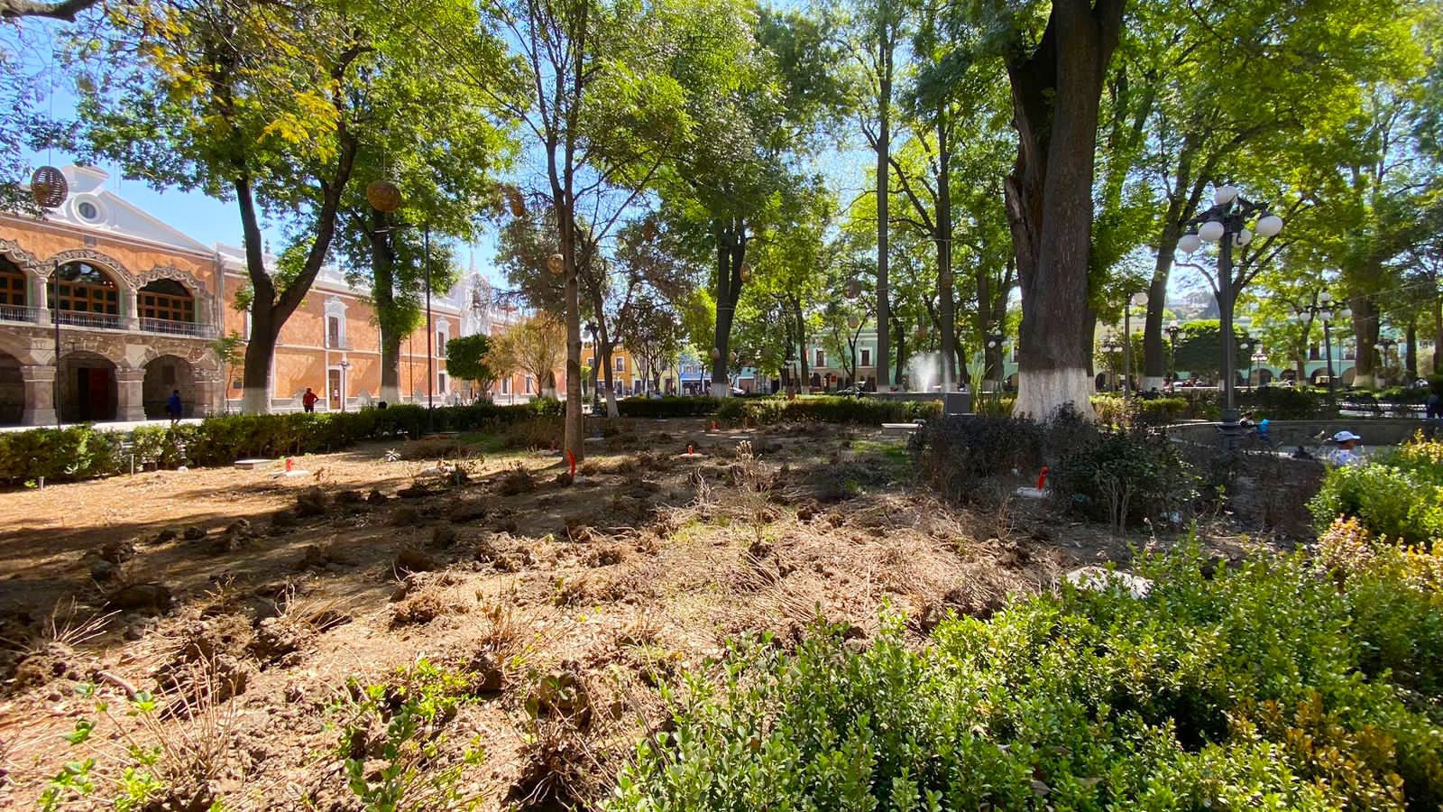 Inicia rehabilitación de áreas verdes de la Plaza de la Constitución