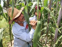 Realiza SIA inoculación con hongo de huitlacoche en cultivo de maíz