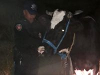 Recupera Policía de Huamantla seis vacas robadas