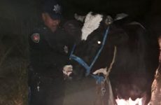 Recupera Policía de Huamantla seis vacas robadas