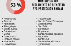 53% de los ayuntamientos cuentan con reglamento de bienestar animal: OCPA