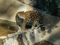 Disfrutan cientos de visitantes de los atractivos del zoológico del Altiplano