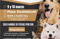Habrá esterilización de perros y gatos en Tlaxcala Capital 
