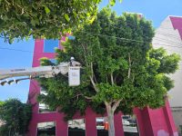 Poda de árboles en Prolongación Porfirio Díaz