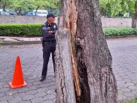 Áreas del ayuntamiento capitalino retiran árbol en descomposición para garantizar seguridad