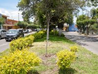 Ayto. de Tlaxcala retira árboles por seguridad y realiza reforestación en Bulevar Mariano Sánchez