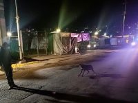 Para proteger la seguridad y salud de la población el Ayto. capitalino retira canes del primer cuadro de la ciudad