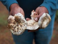 Se realizará el Segundo Festival de Hongos Comestibles y Muestra Gastronómica Indígena 2025, en Teolocholco