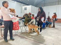 Ayto. de Tlaxcala y SESA amplían fechas para esterilizar de forma gratuita a mascotas