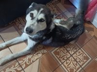 PROPAET y Bienestar Animal rescatan a ejemplar en estado de maltrato en Atlahapa