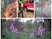 Reforestan en Chiautempan zona incendiada de la Malinche
