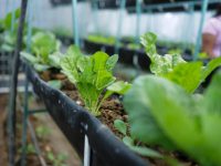Llega programa “Autosuficiencia Alimentaria para tu Bienestar” 2025 a las escuelas