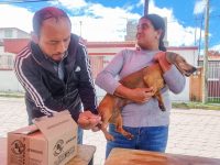 Ayto. de Tlaxcala y SESA concluyen con éxito jornada sabatina de vacunación antirrábica
