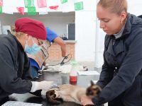Concluye esterilización canina y felina en la capital con más de 800 mascotas beneficiadas