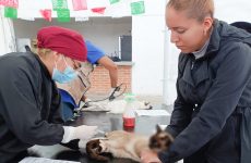 Concluye esterilización canina y felina en la capital con más de 800 mascotas beneficiadas
