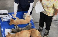 Chiautempan fue sede de jornada masiva de esterilización, se atendieron a más de 300 perros y gatos