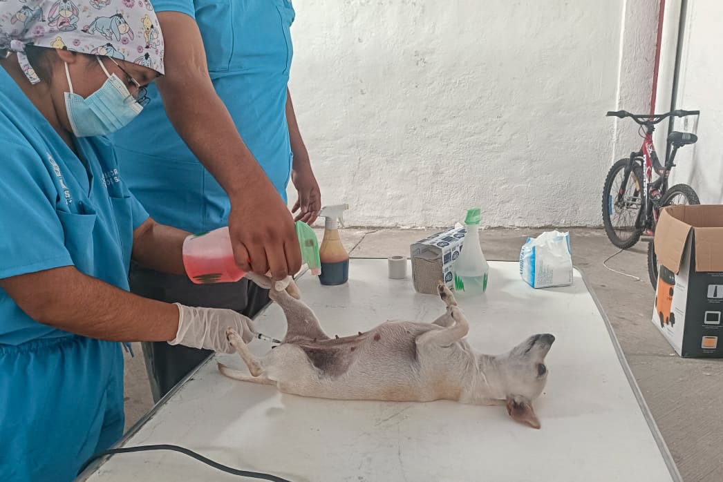 El próximo lunes inicia el Ayto. de la capital nueva campaña de esterilización gratuita para perros y gatos