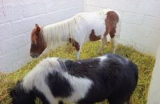 Garantiza SIA trato digno y responsable a ejemplares durante “Tlaxcala, la Feria de Ferias 2025”